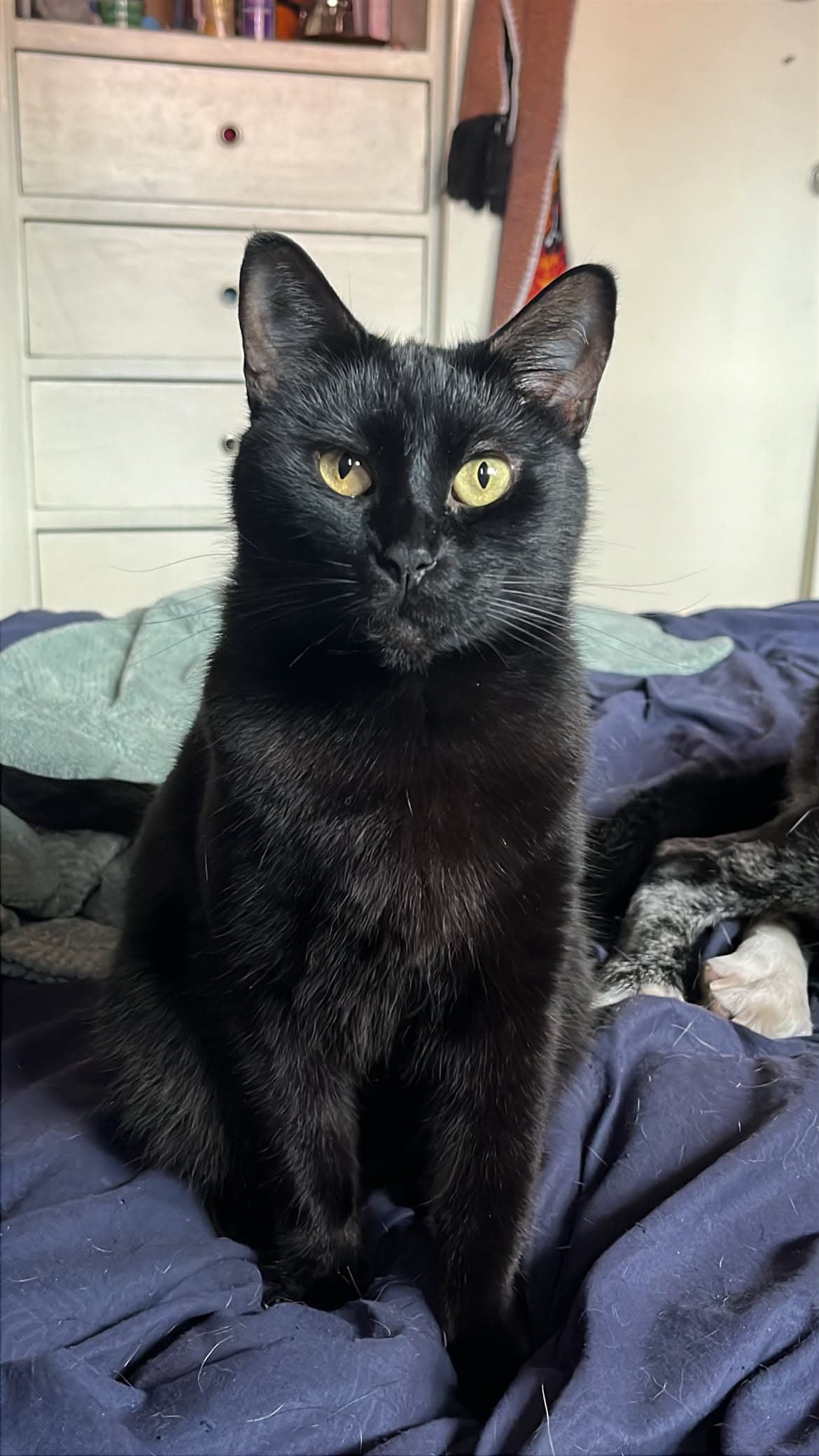 gato perdido en Bogotá