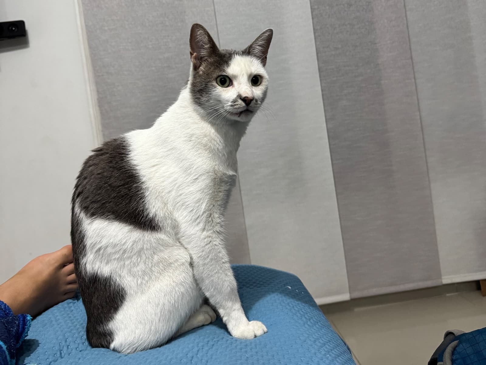 gato perdido en Cali