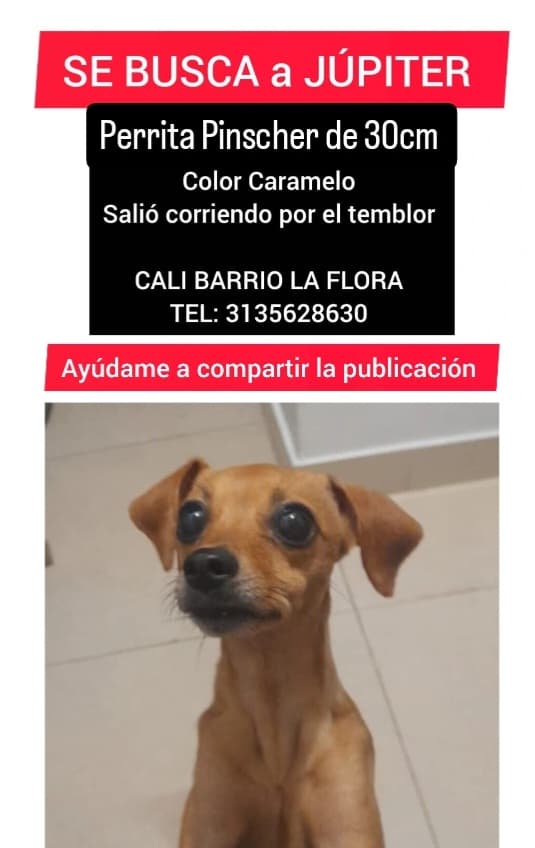 perro perdido en Cali