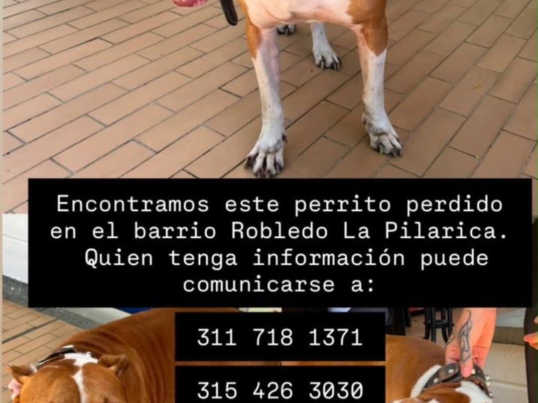 perro encontrado en Medellín