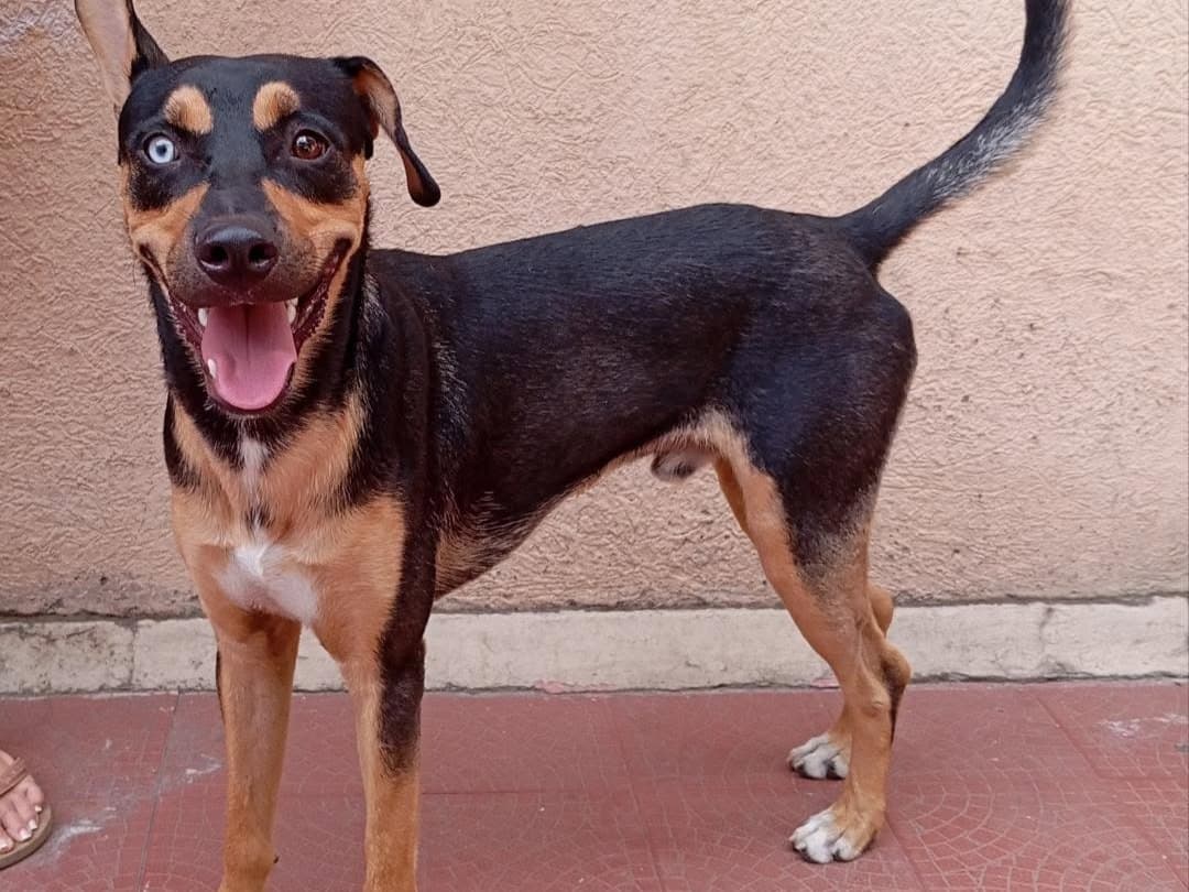perro encontrado en Cali