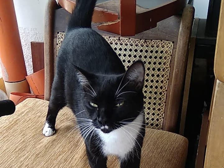gato perdido en Pereira