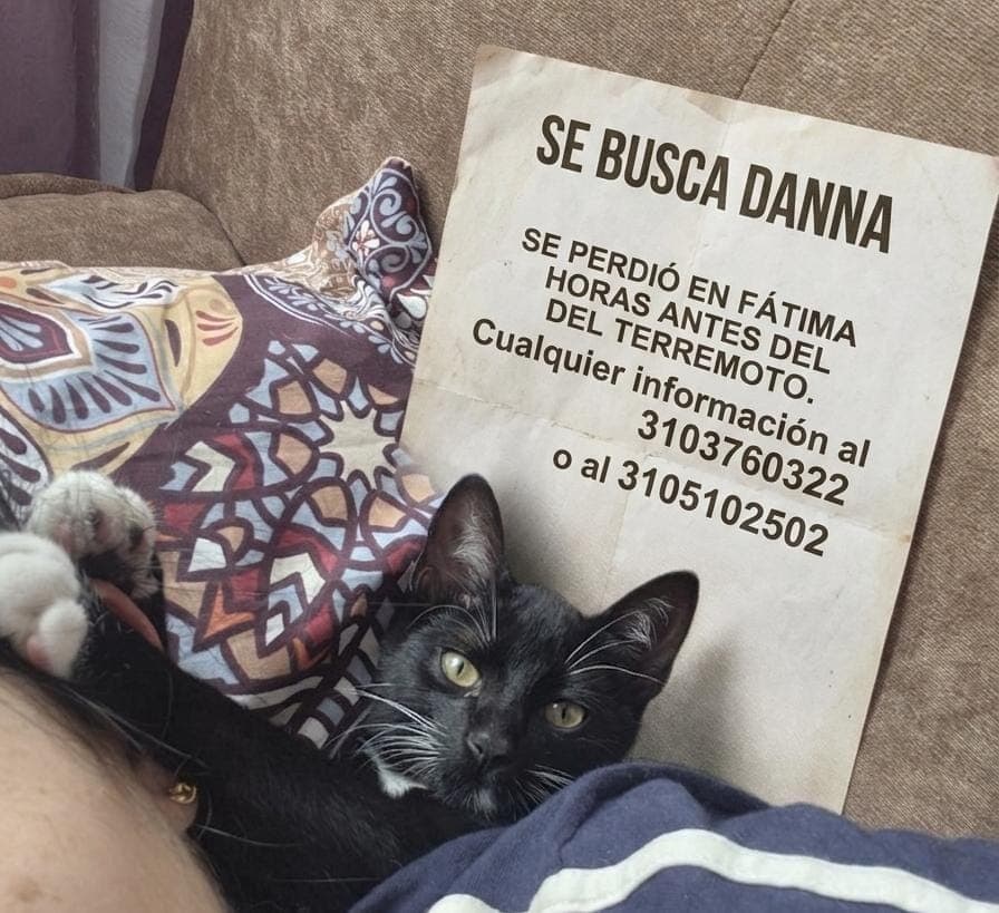 gato perdido en Manizales