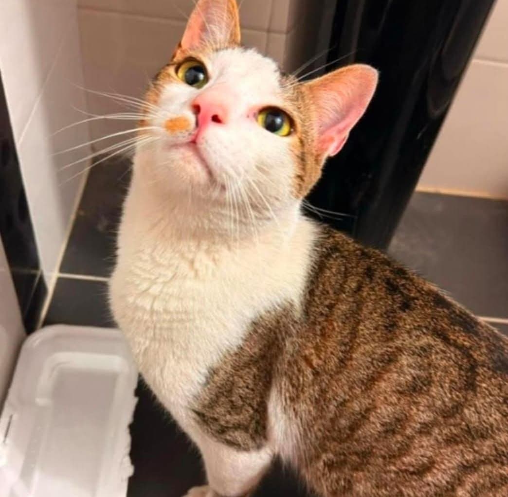 gato encontrado en Manizales