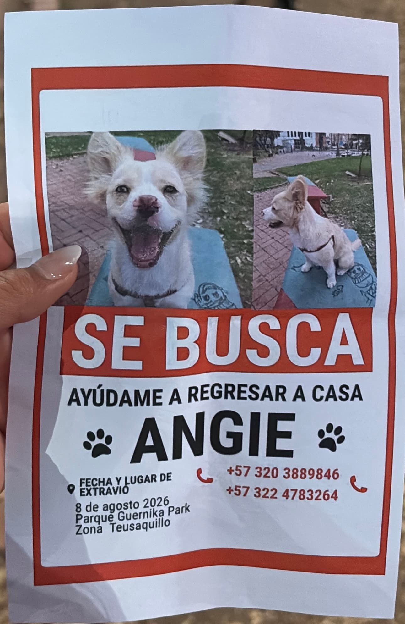 perro perdido en Bogotá