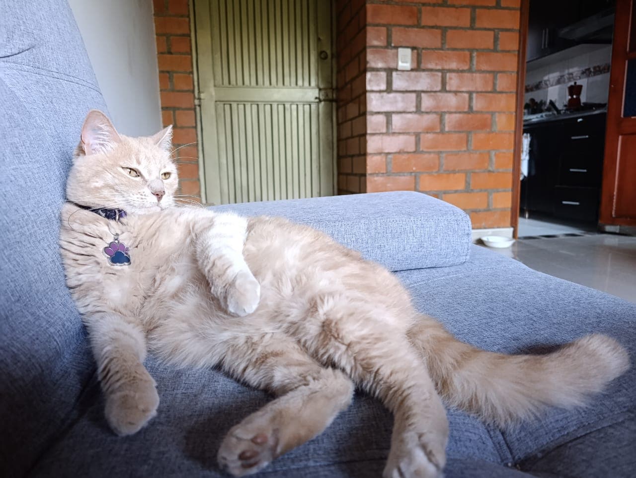 gato perdido en Manizales