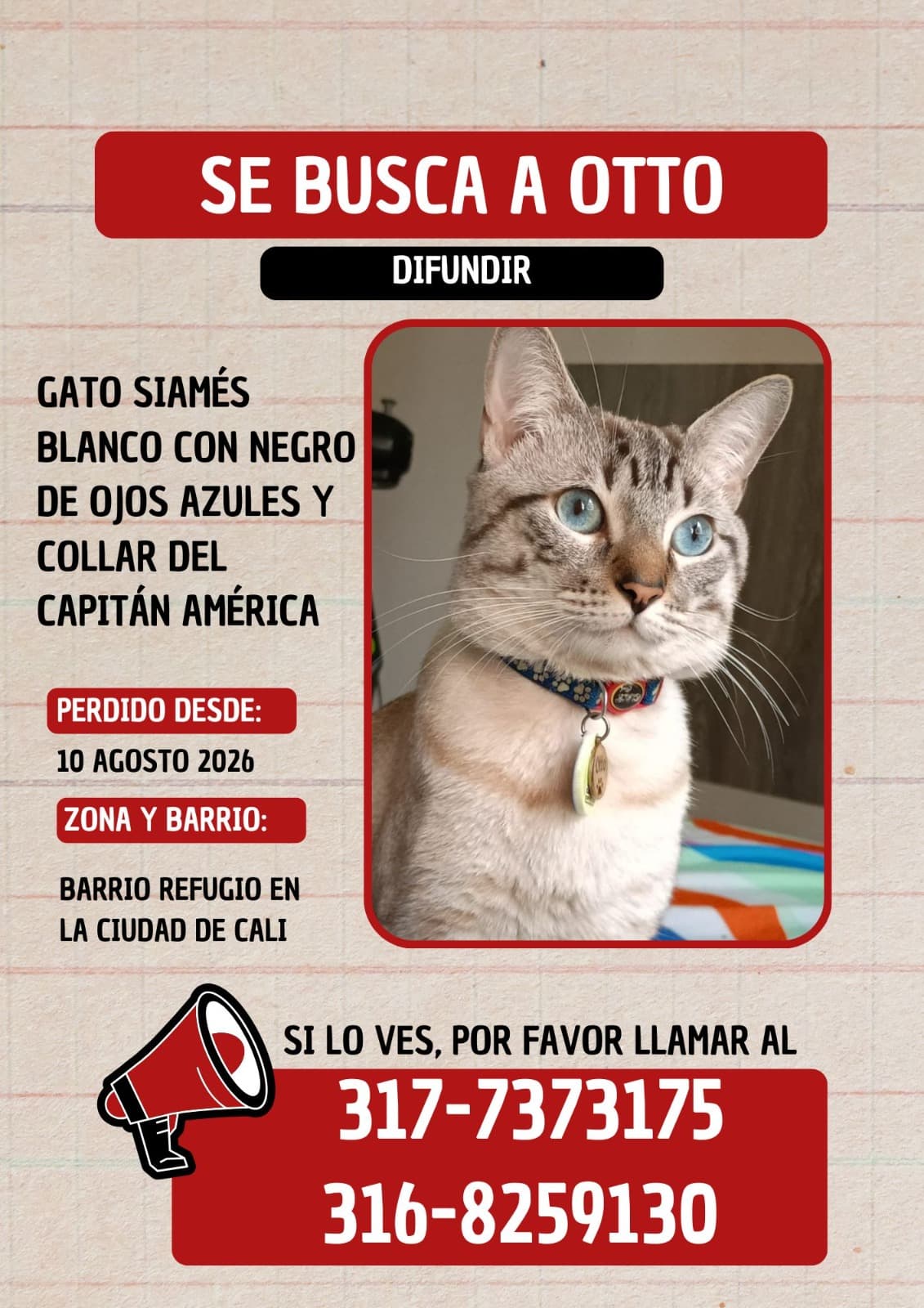 gato perdido en Cali