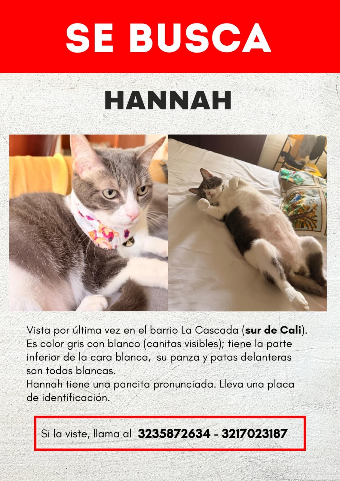 gato perdido en Cali