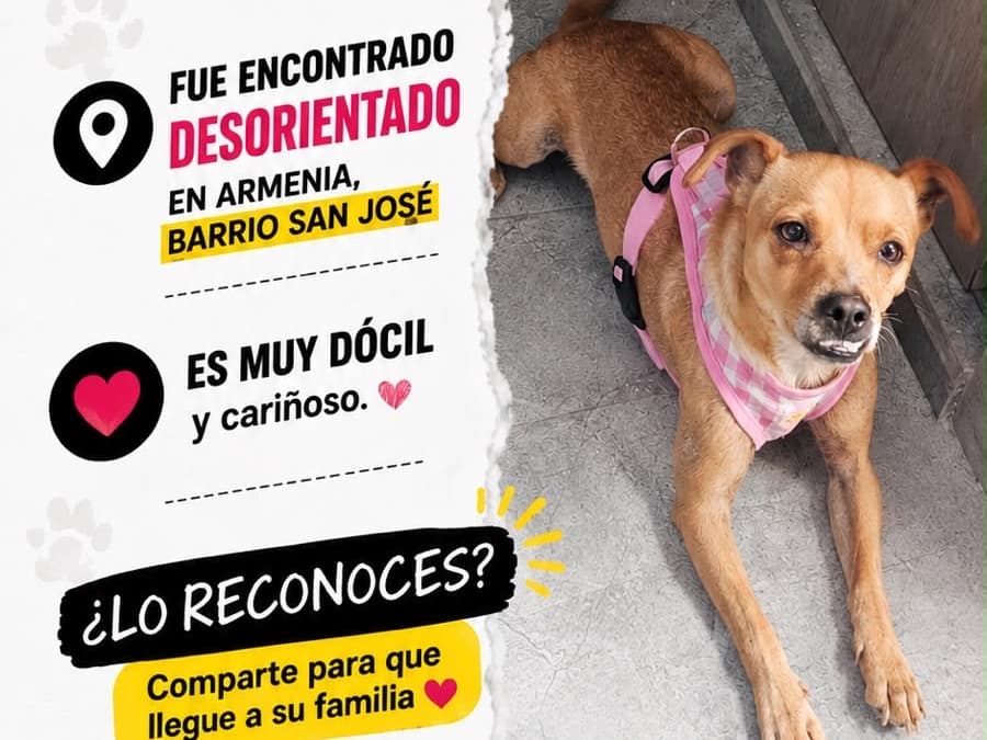 perro encontrado en Armenia