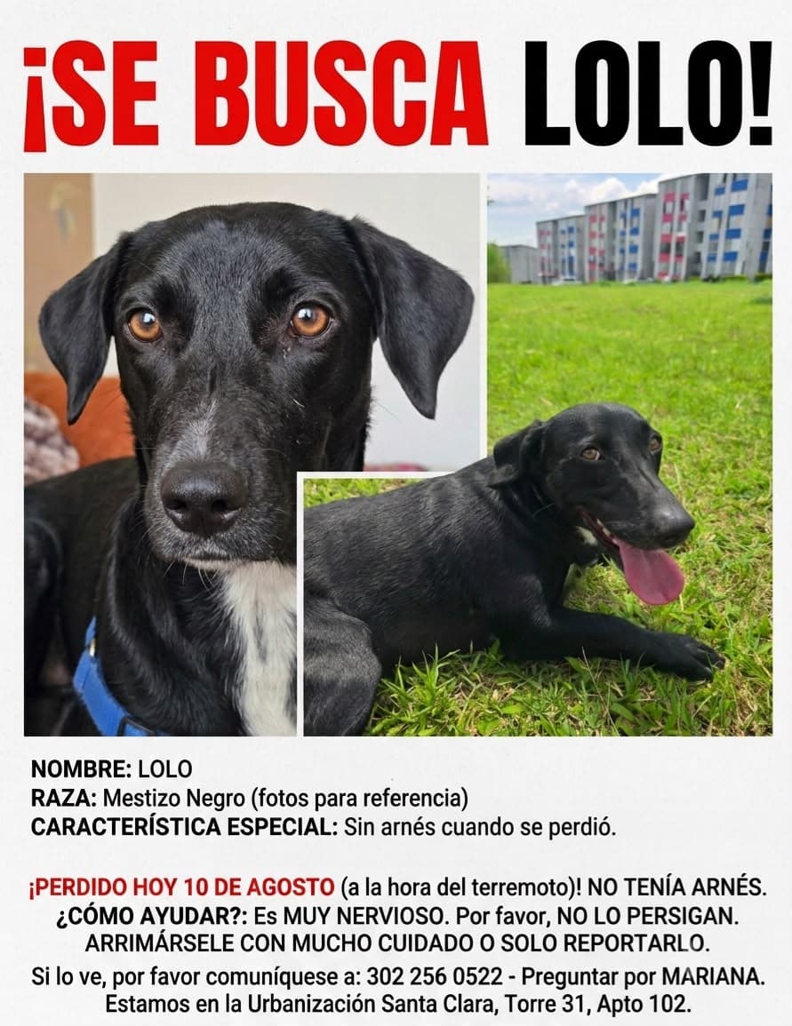 perro perdido en Pereira