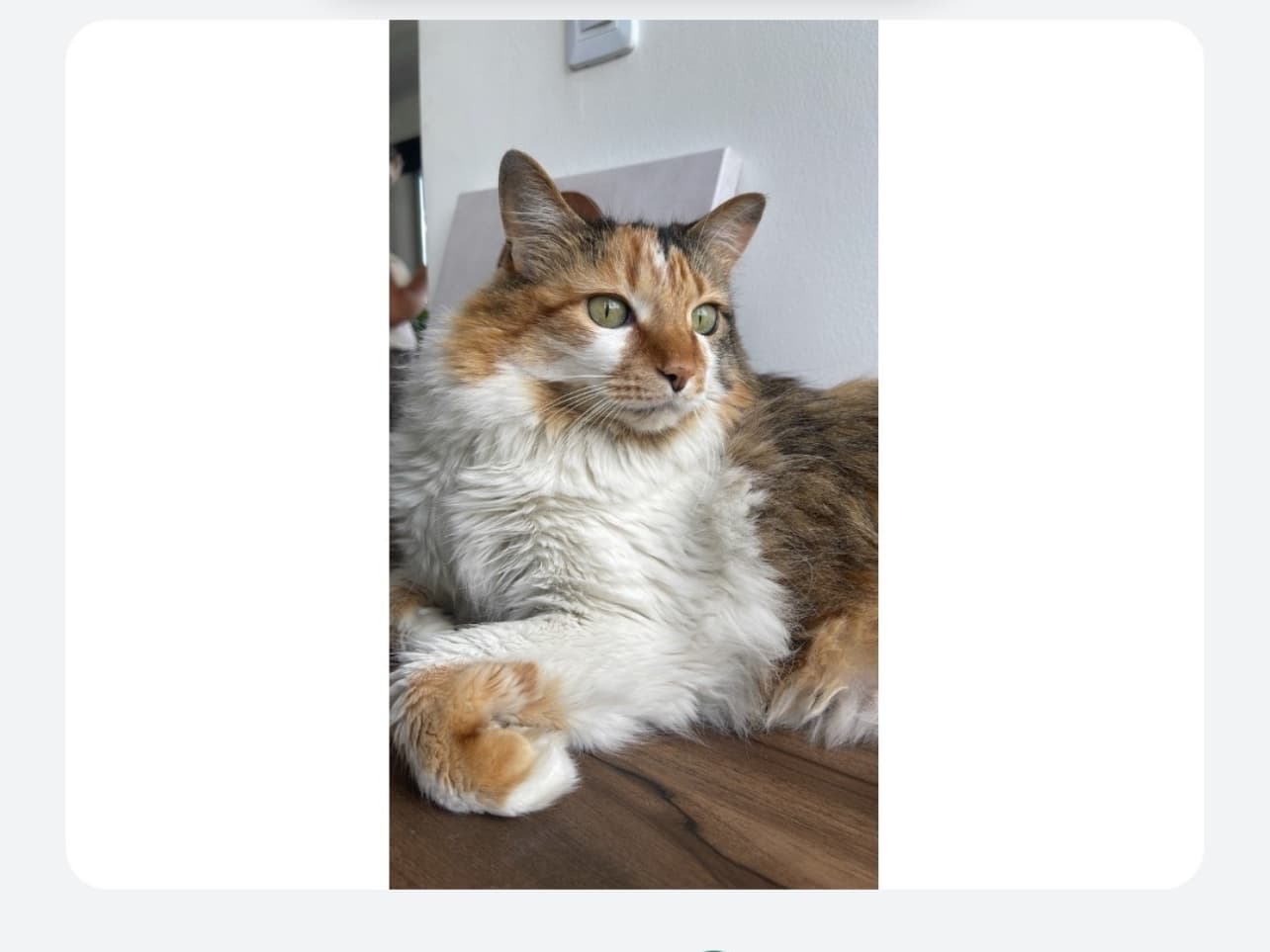 gato perdido en Manizales