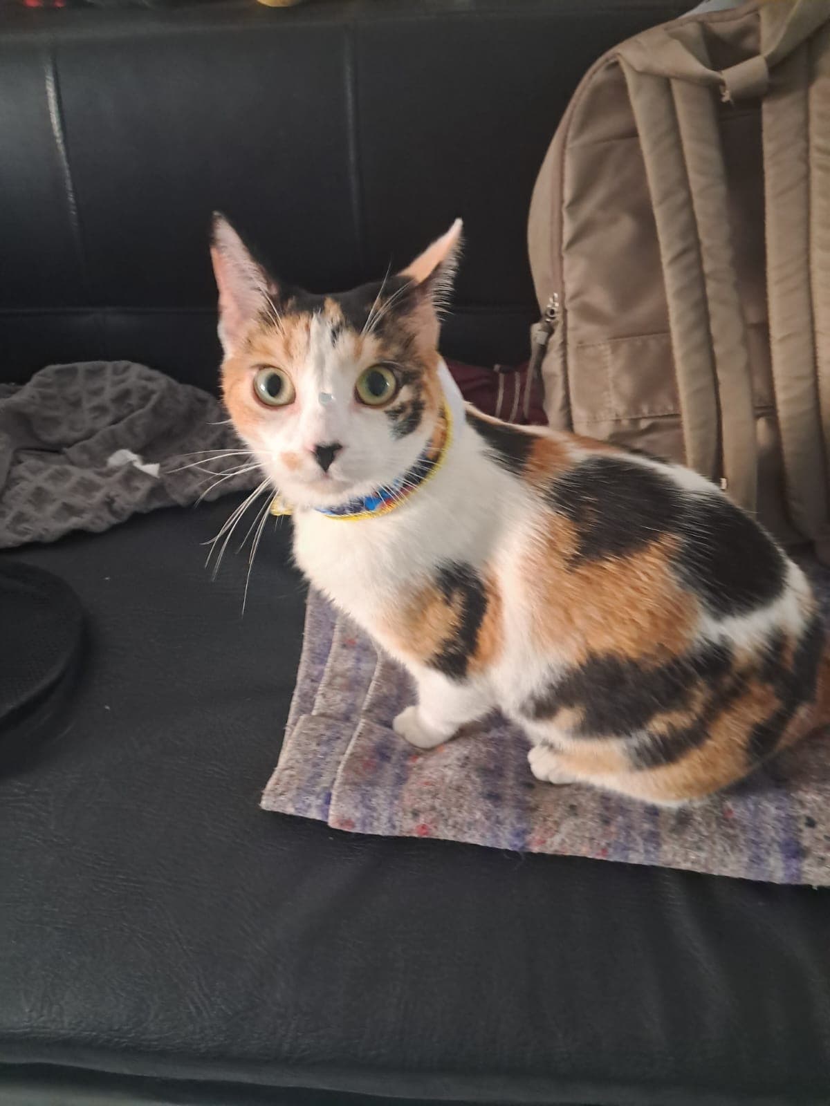gato perdido en Manizales