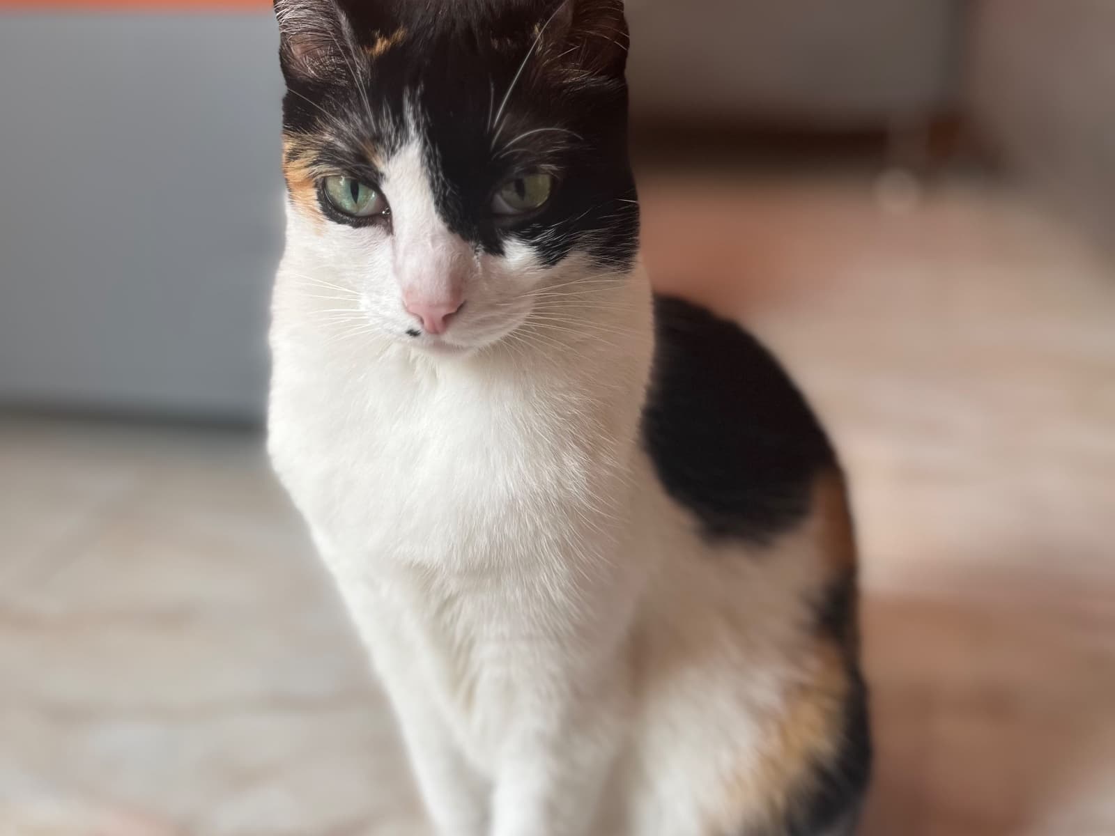 gato perdido en Pereira