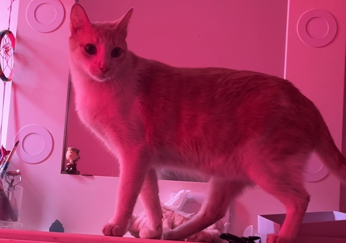 gato perdido en Cali