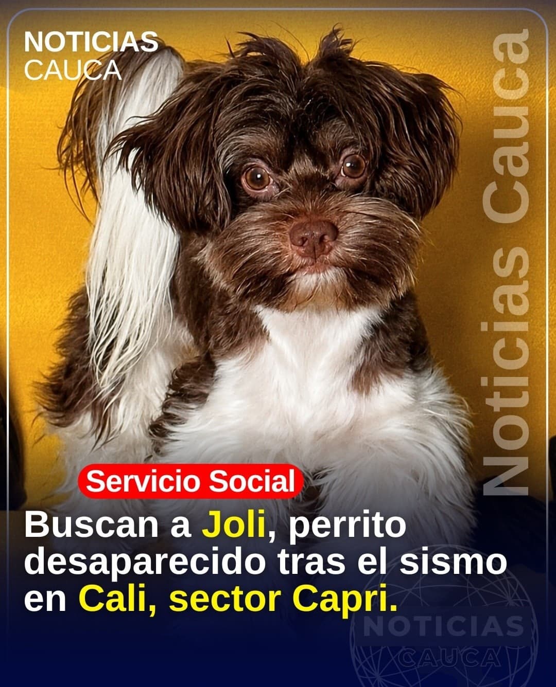 perro perdido en Cali