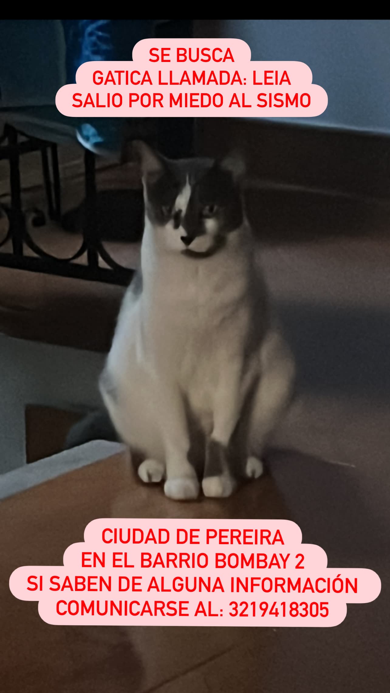 gato perdido en Pereira