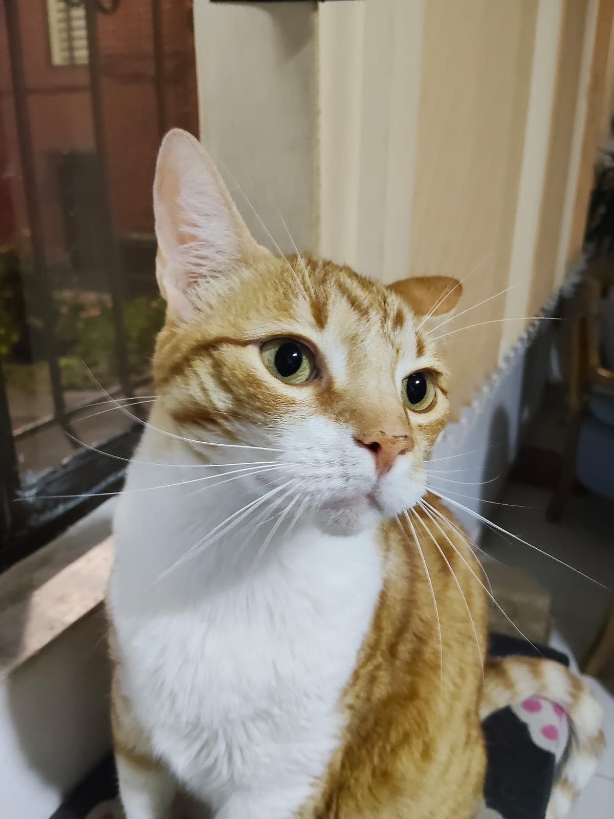 gato rescatado en Pereira