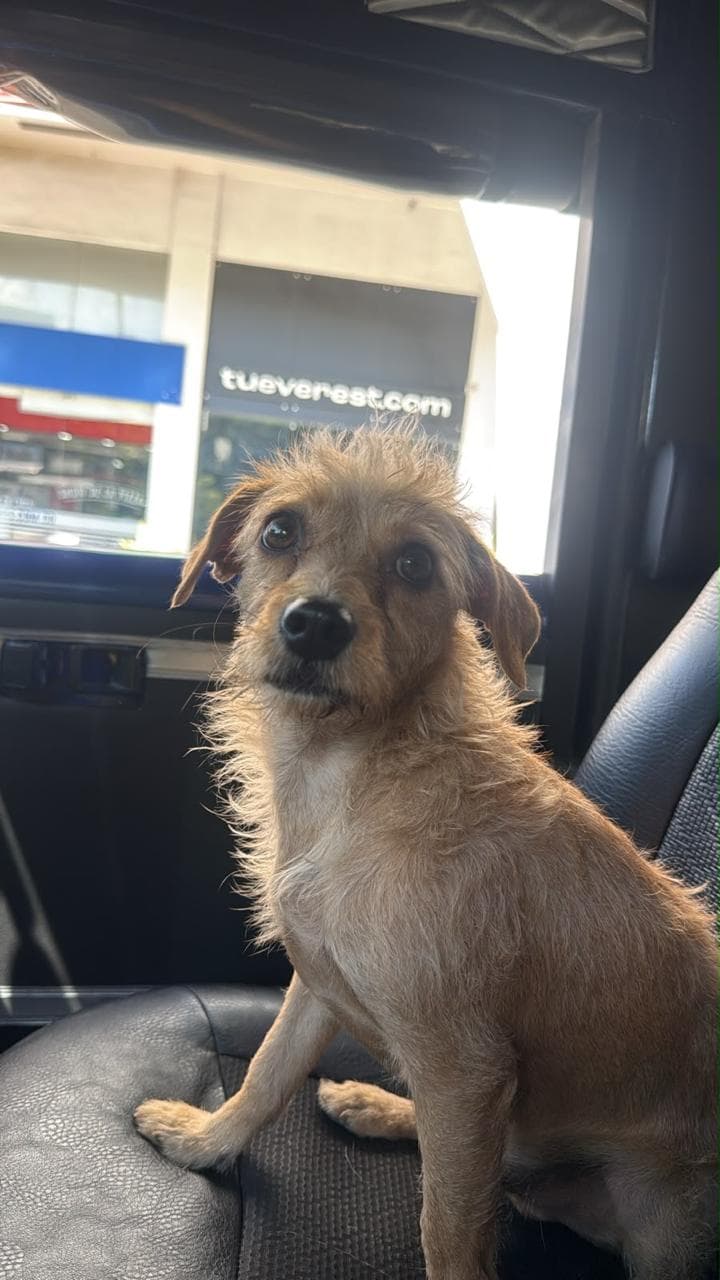perro perdido en Cali