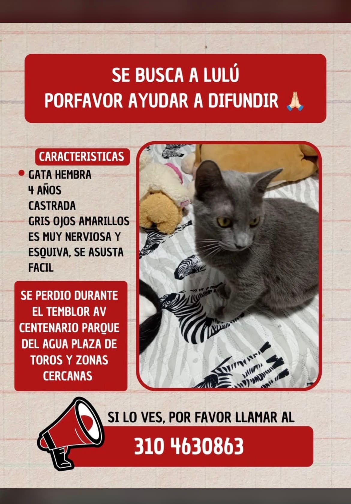 gato perdido en Manizales
