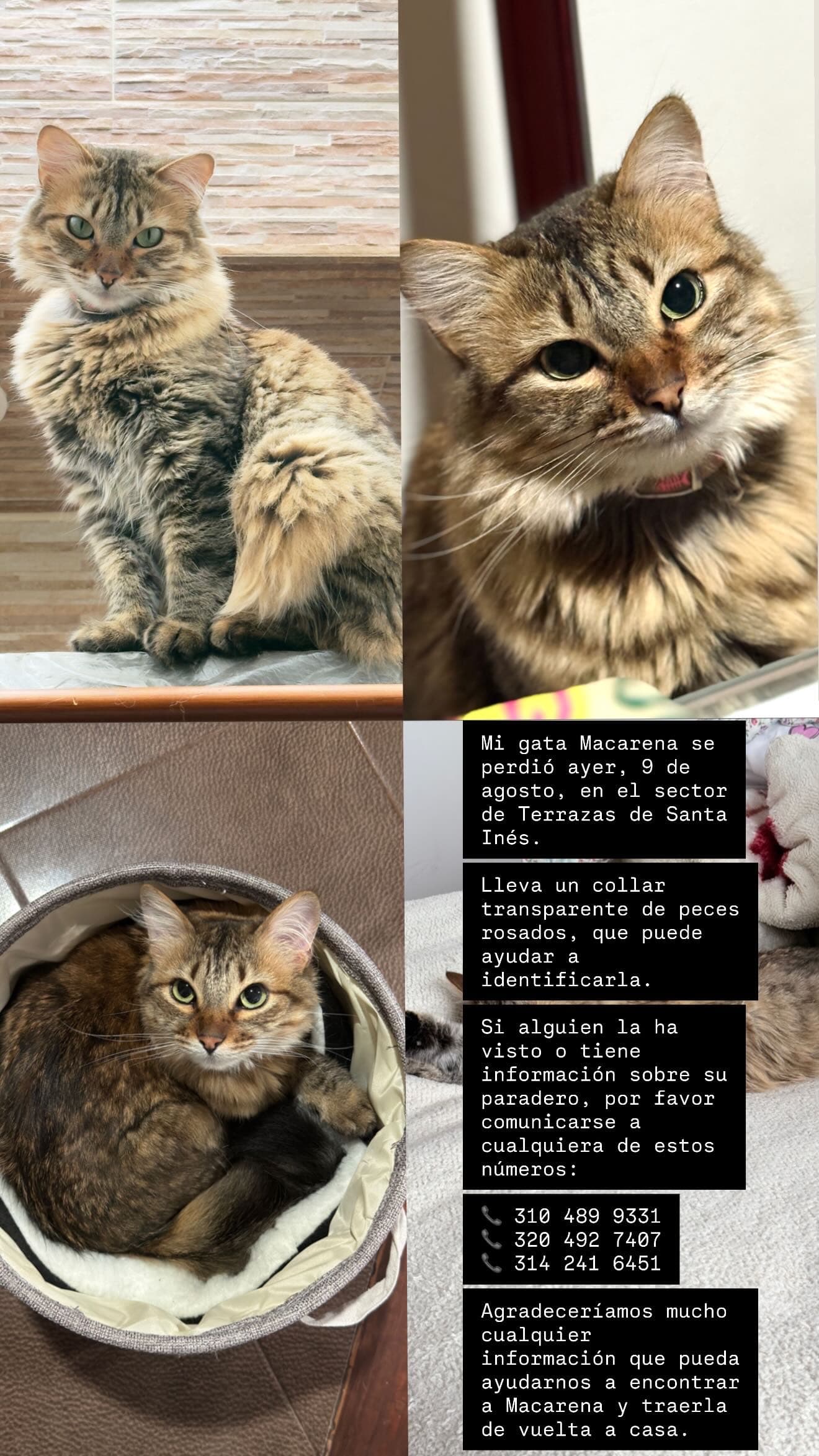 gato perdido en Tunja