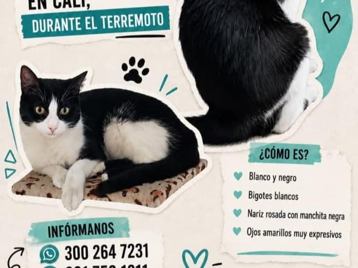 gato perdido en Cali