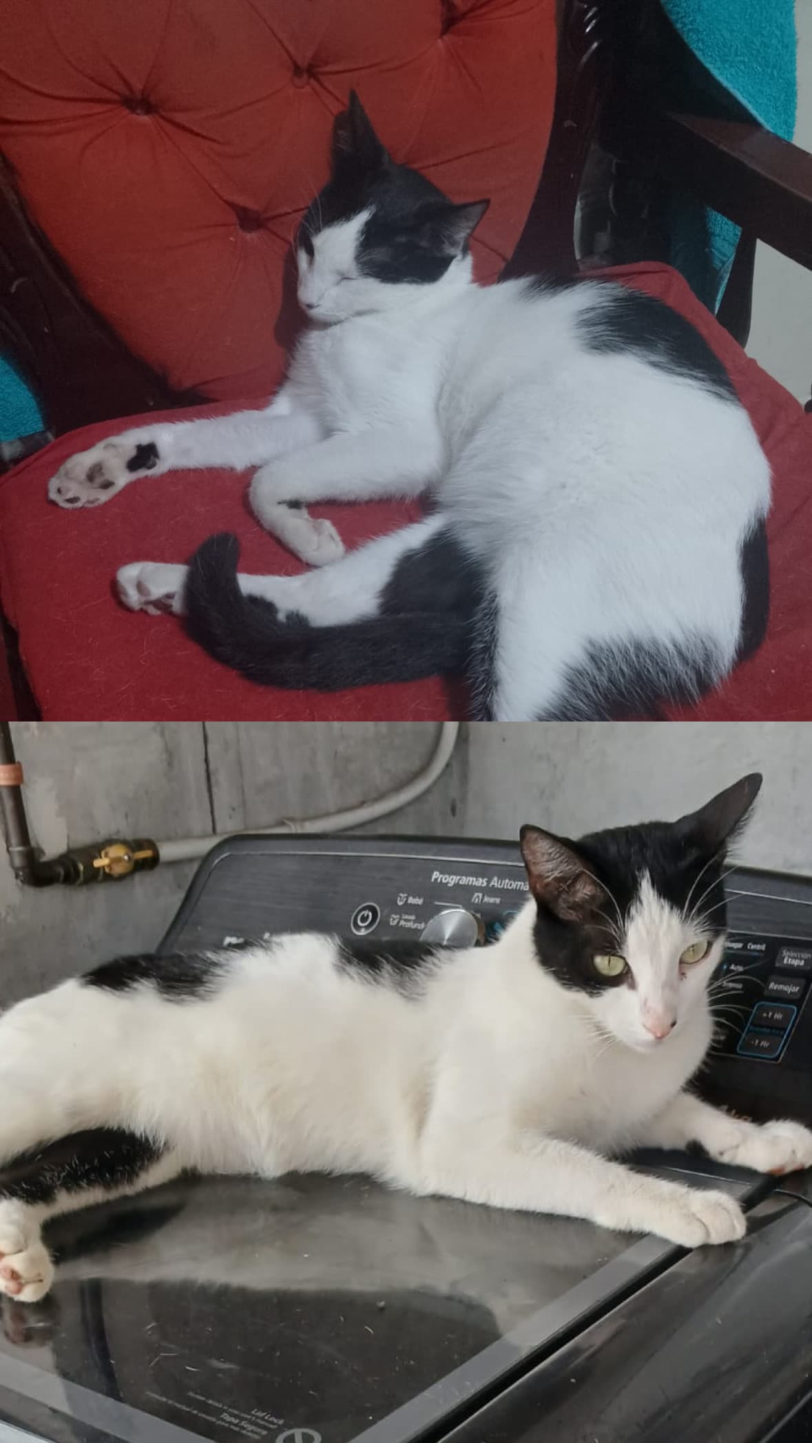 gato perdido en Manizales