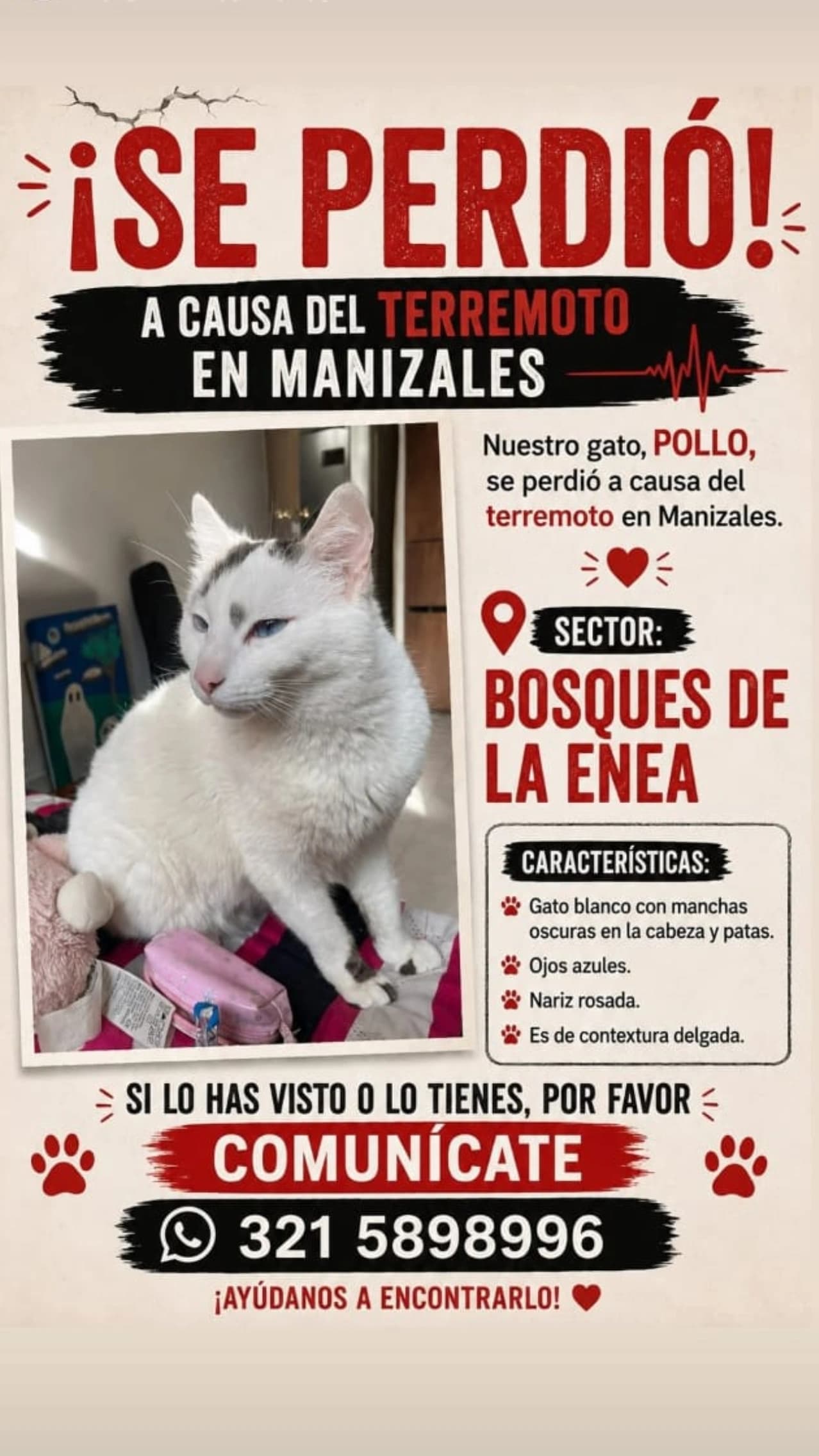 gato perdido en Manizales