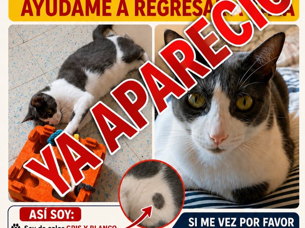 gato rescatado en Cali