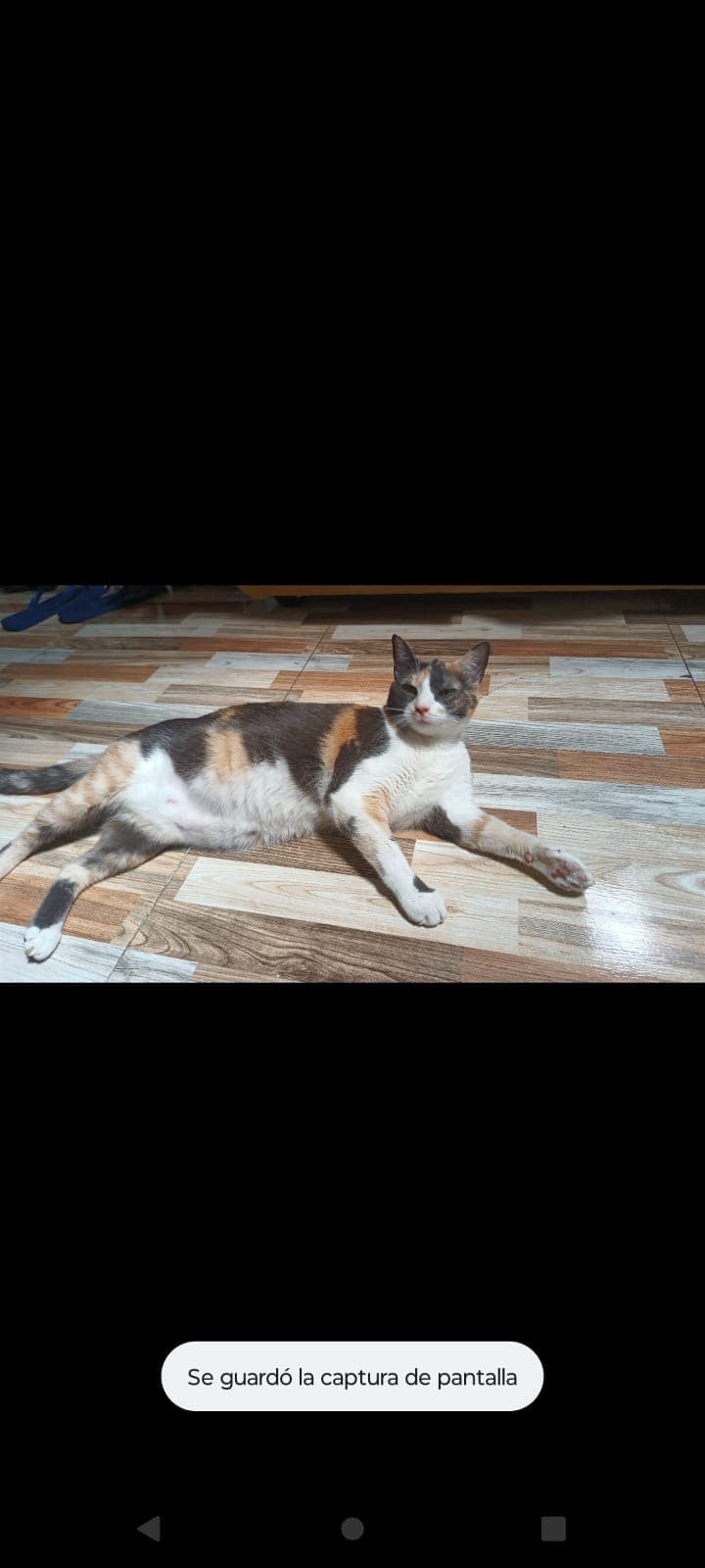 gato perdido en Manizales
