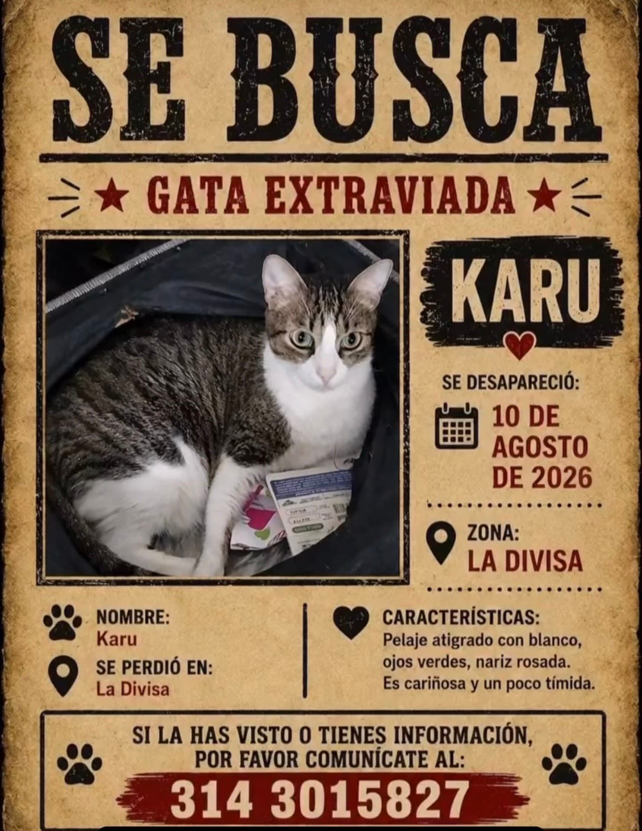 gato perdido en Pereira