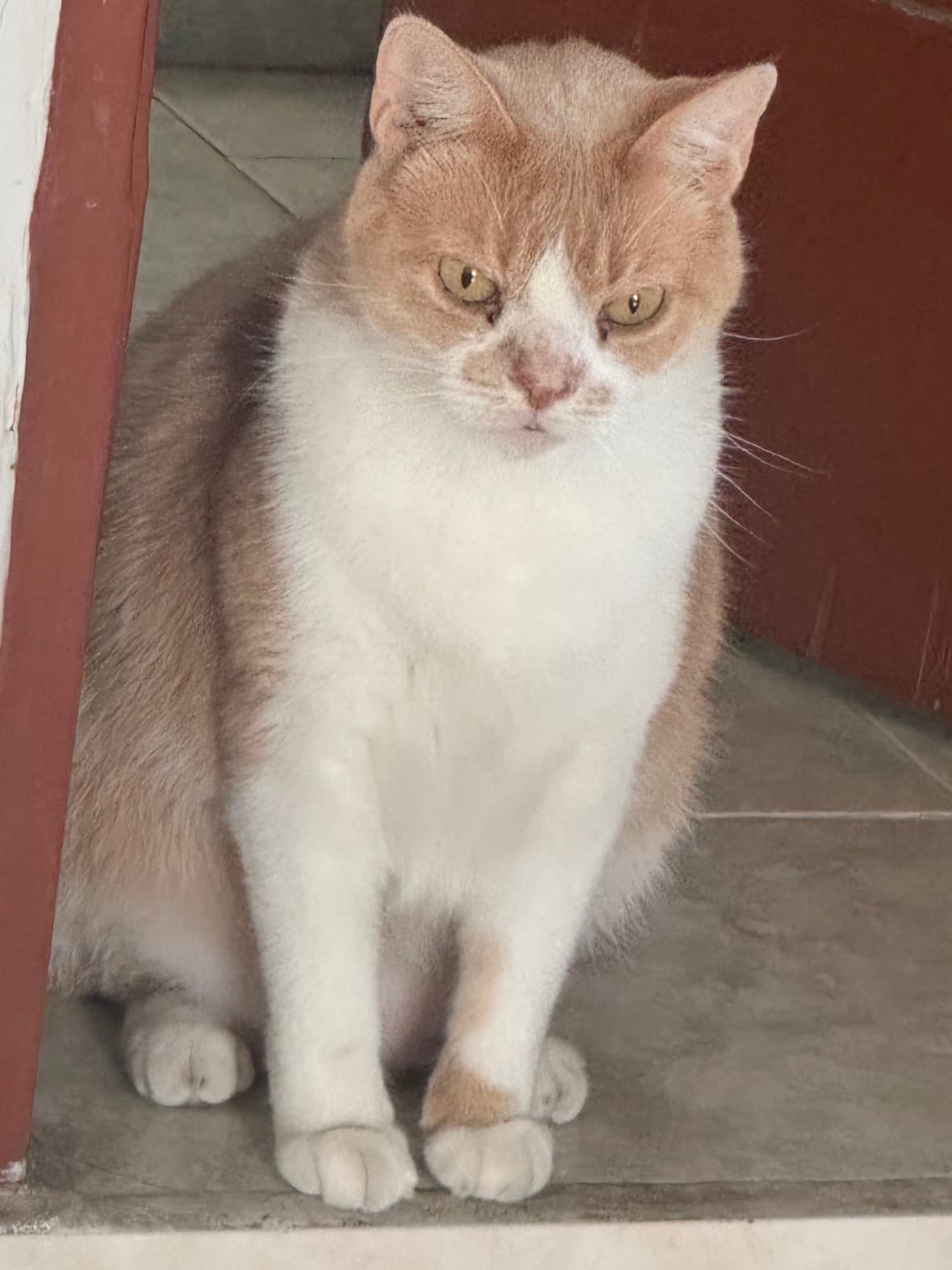 gato perdido en Cali