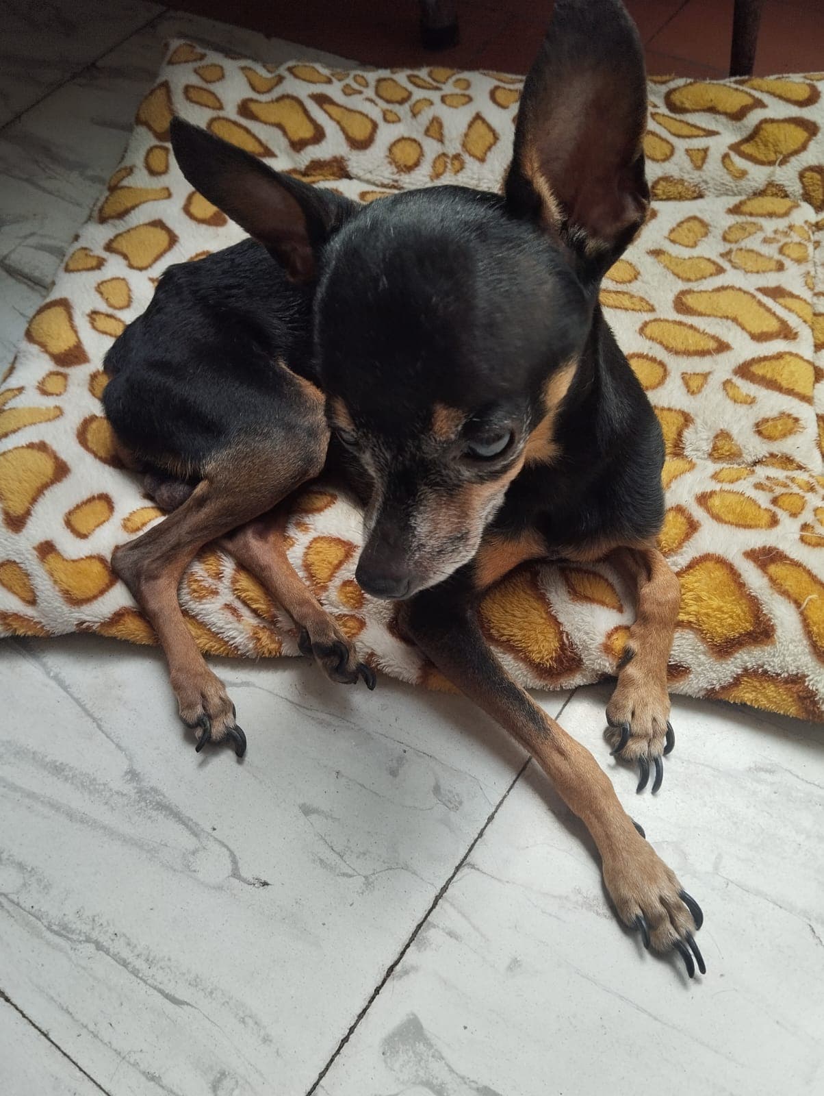 perro perdido en Cali