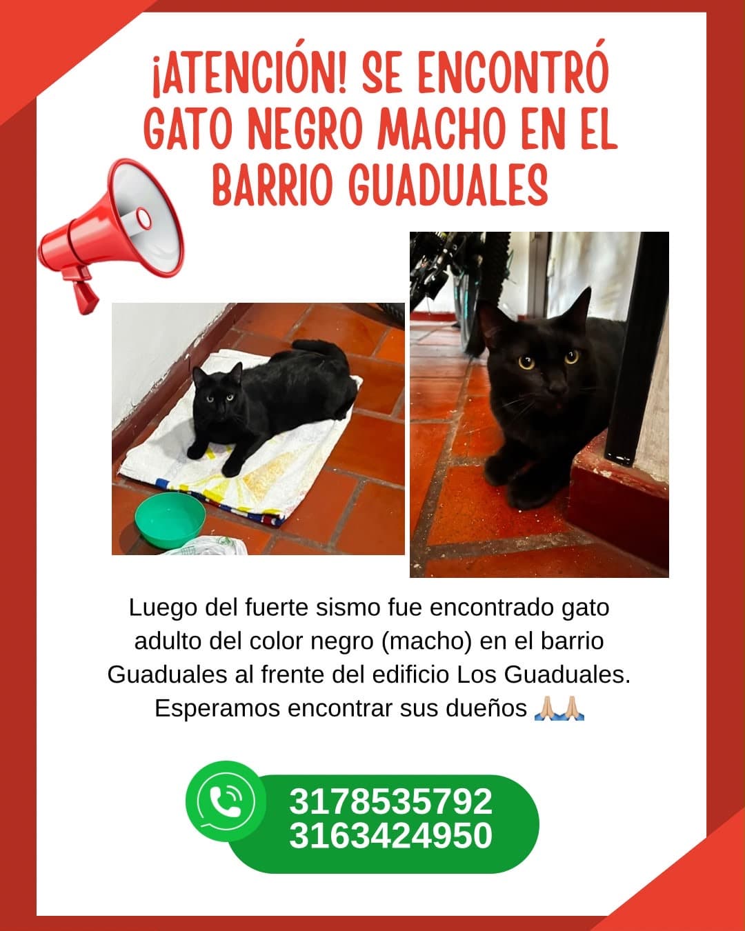 gato encontrado en Cali