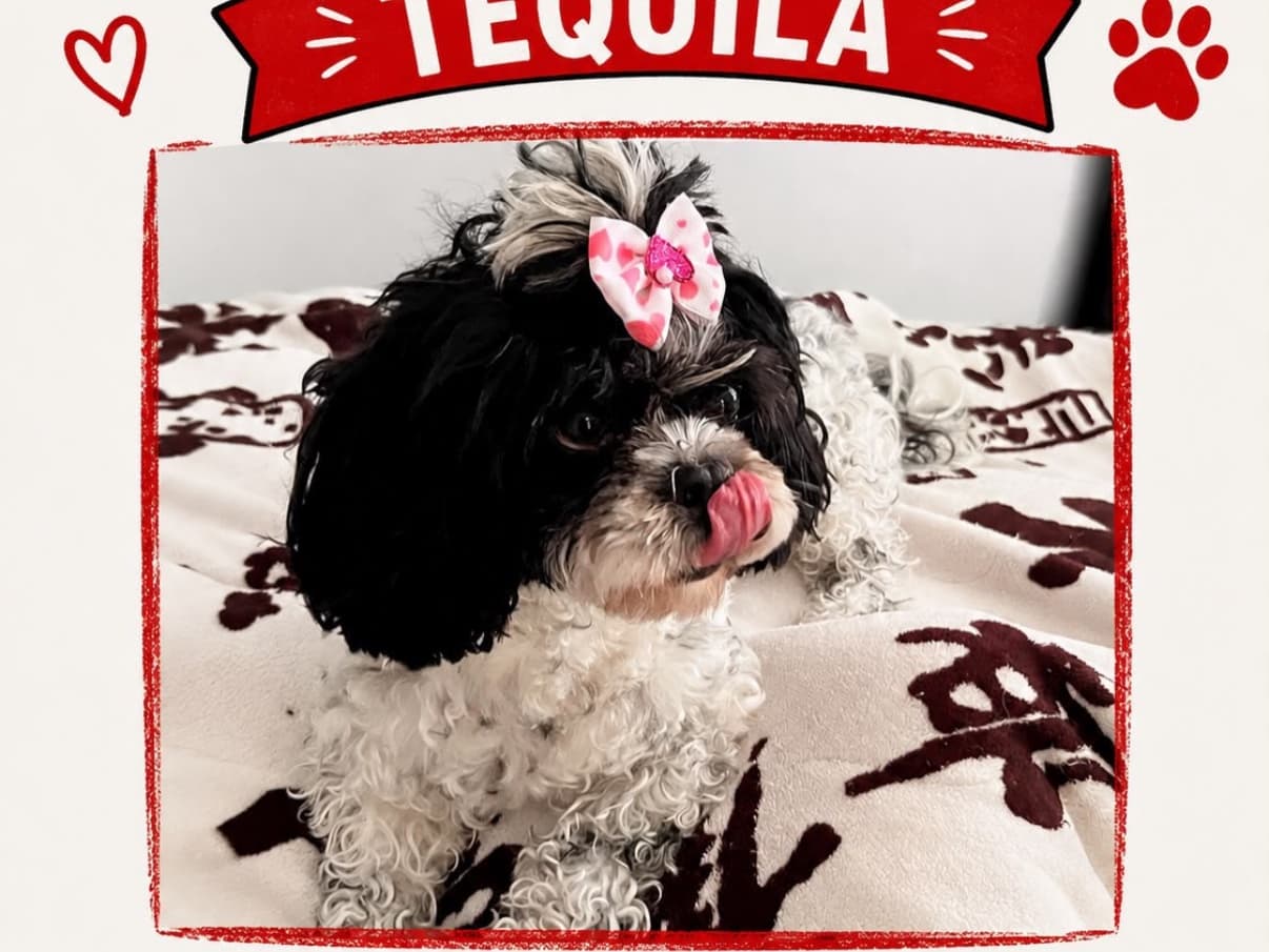 perro rescatado en Manizales