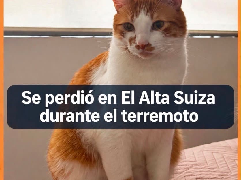 gato perdido en Manizales