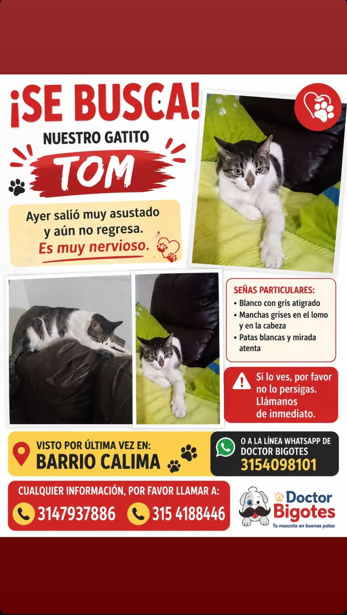 gato perdido en Cali