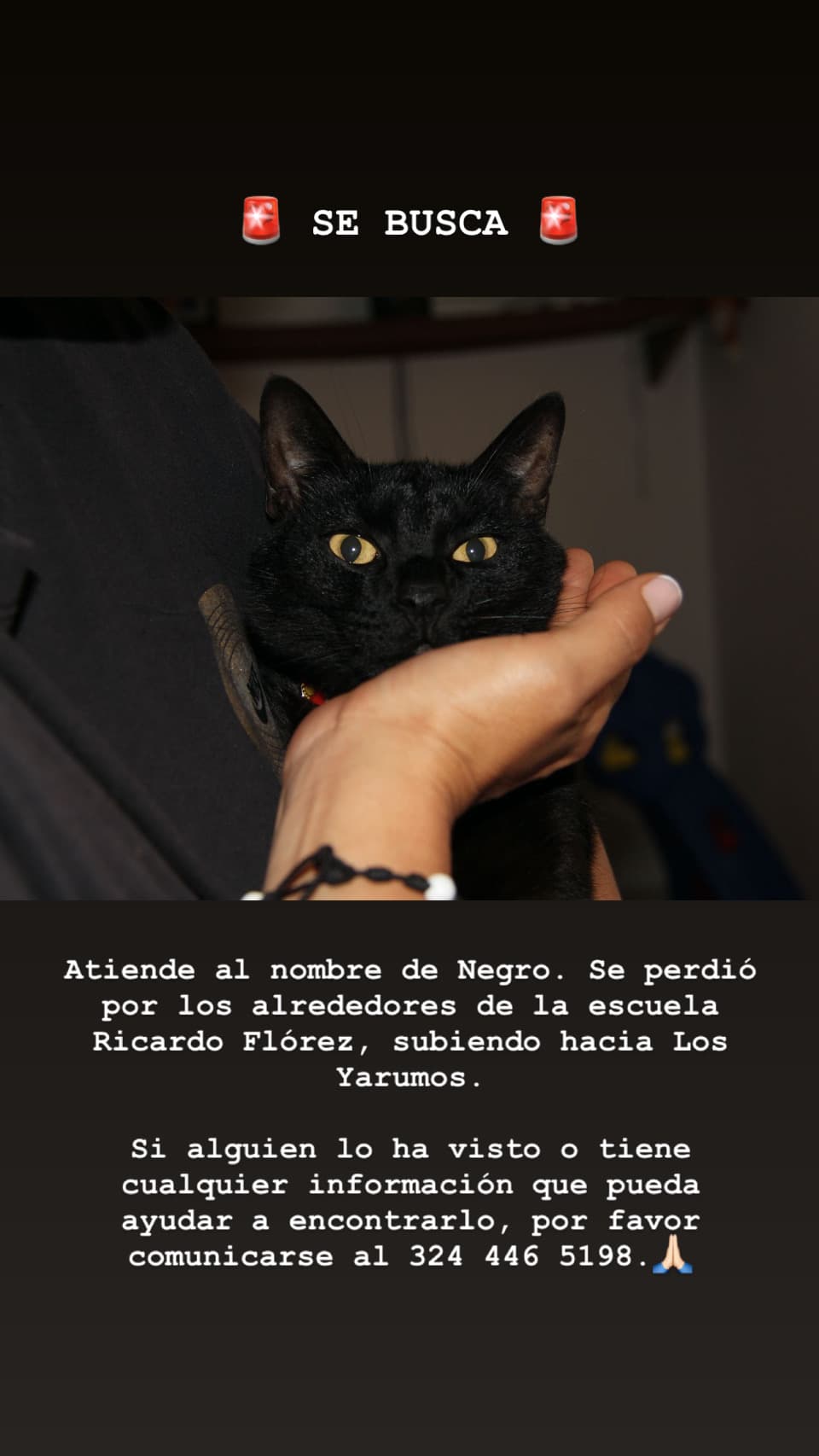 gato perdido en Manizales