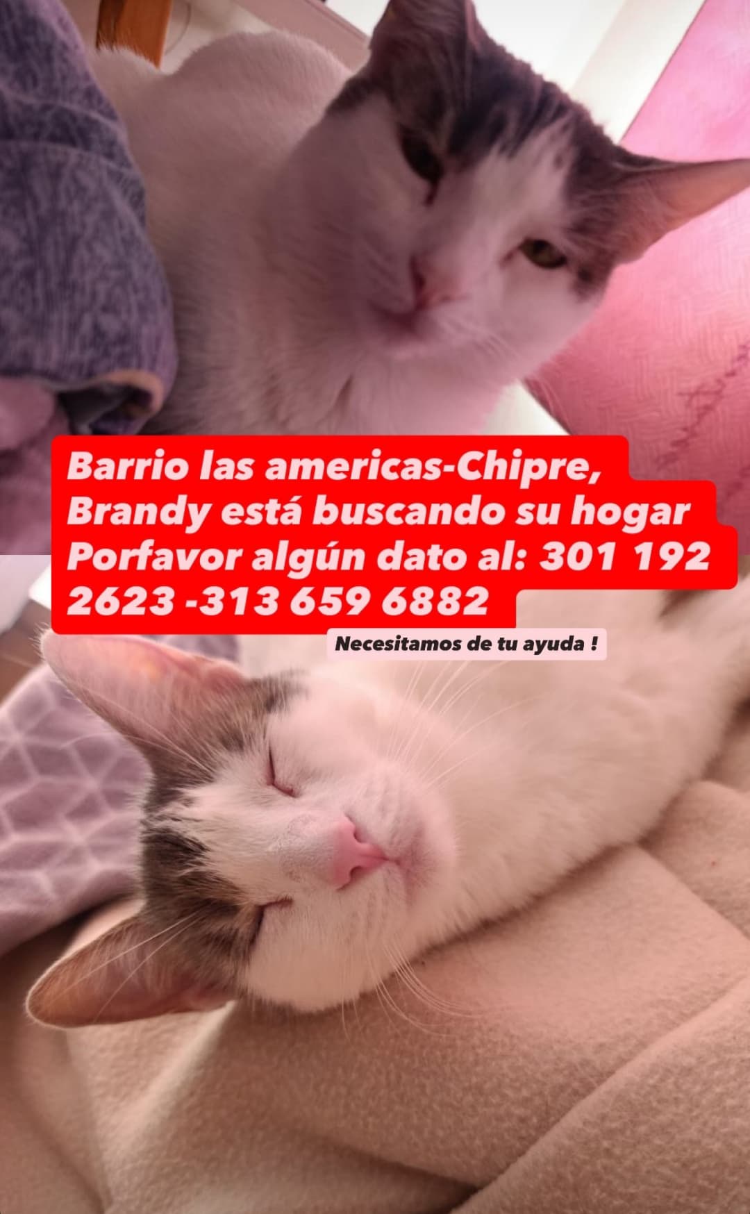 gato perdido en Manizales