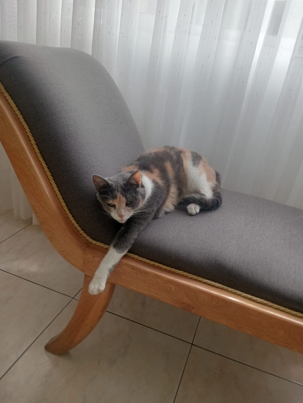 gato perdido en Manizales