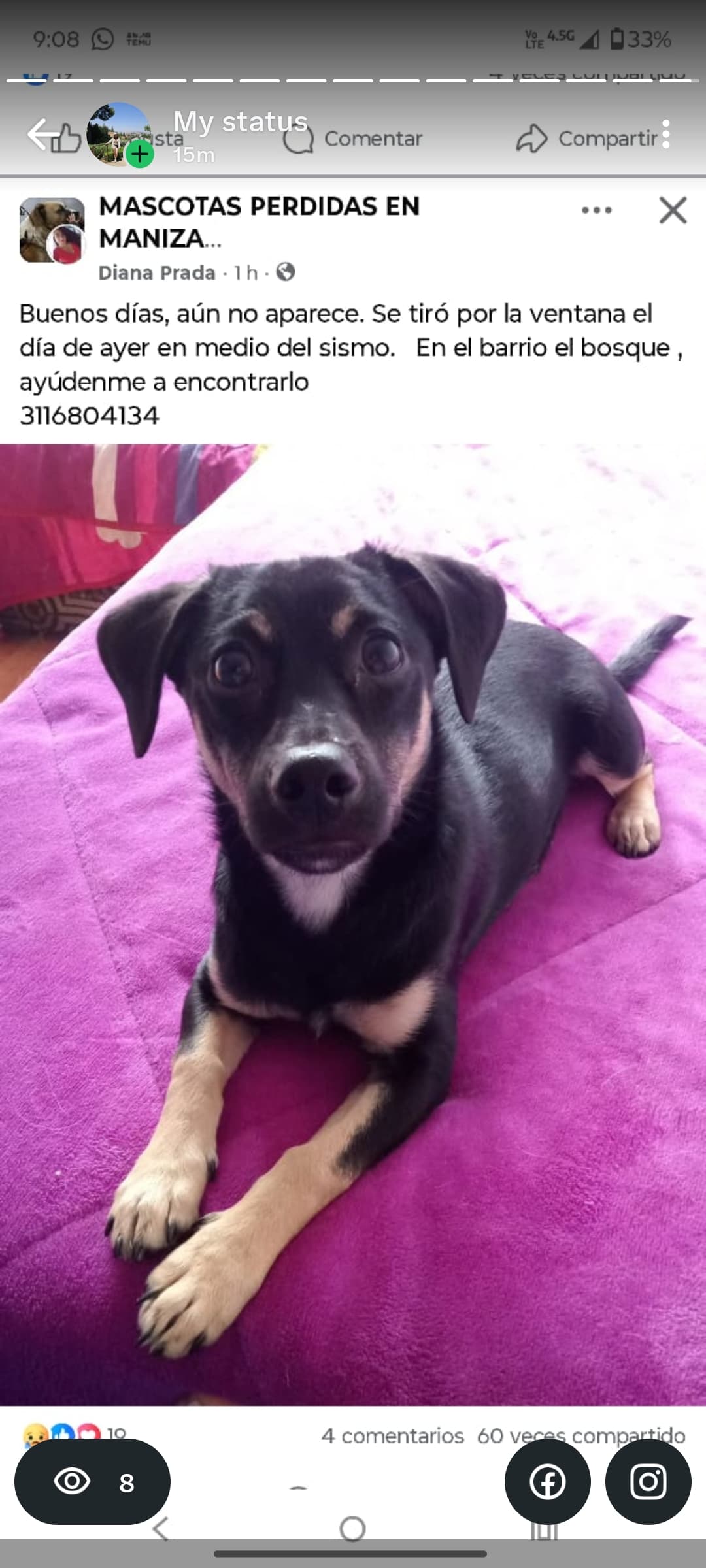 perro perdido en Manizales
