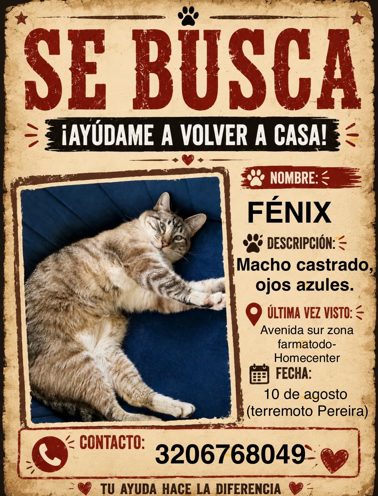 gato perdido en Pereira