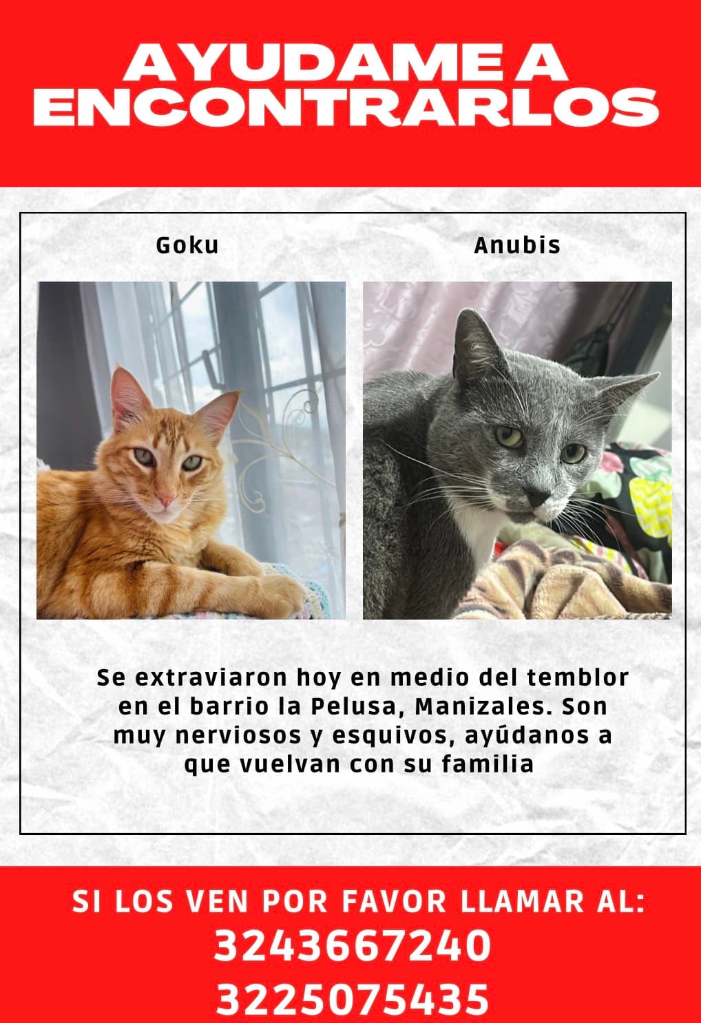 gato perdido en Manizales