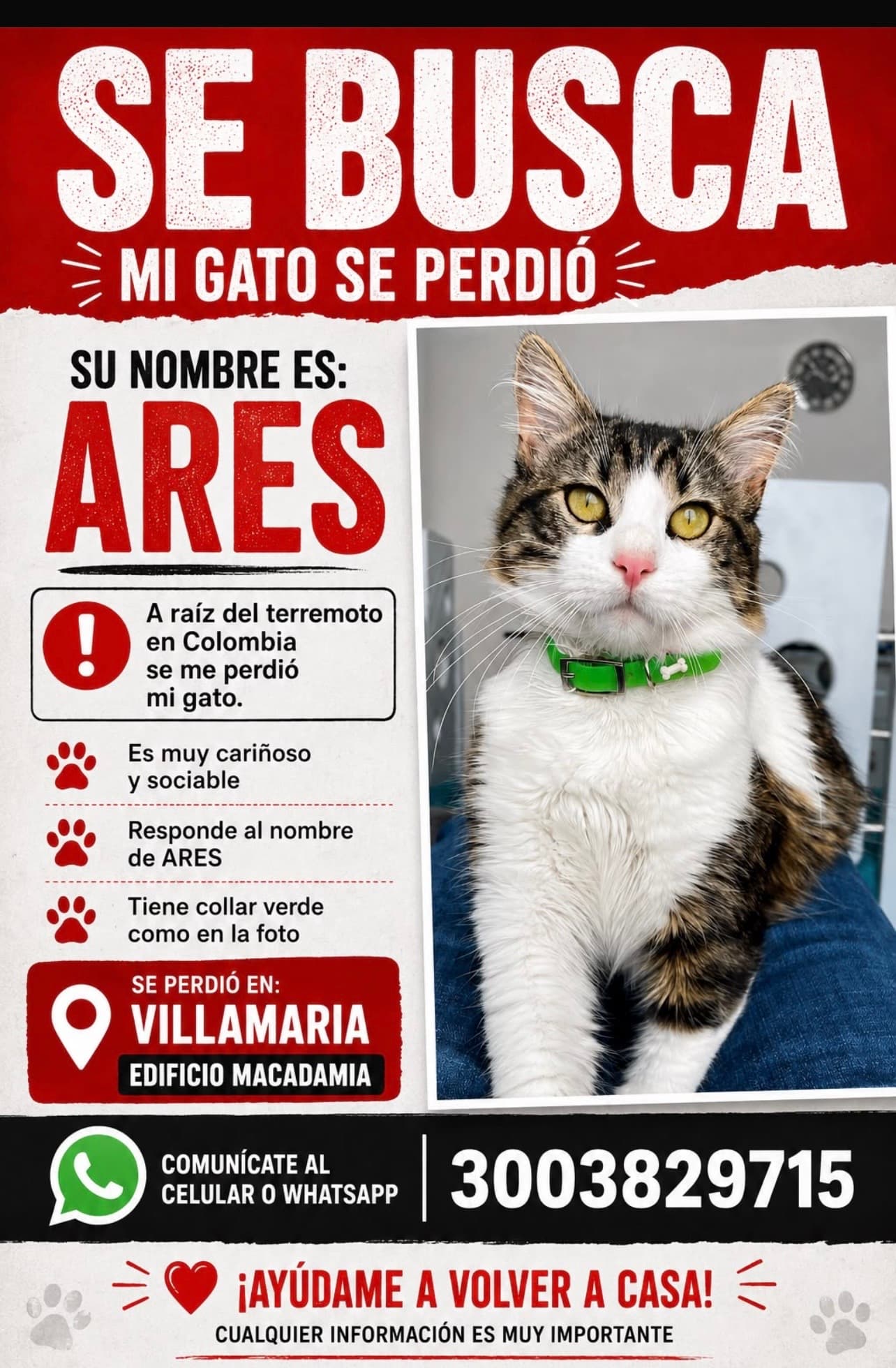 gato perdido en Manizales