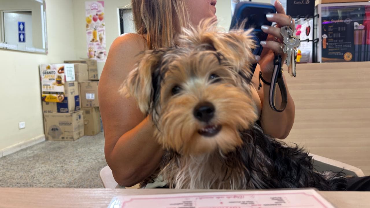 perro perdido en Manizales