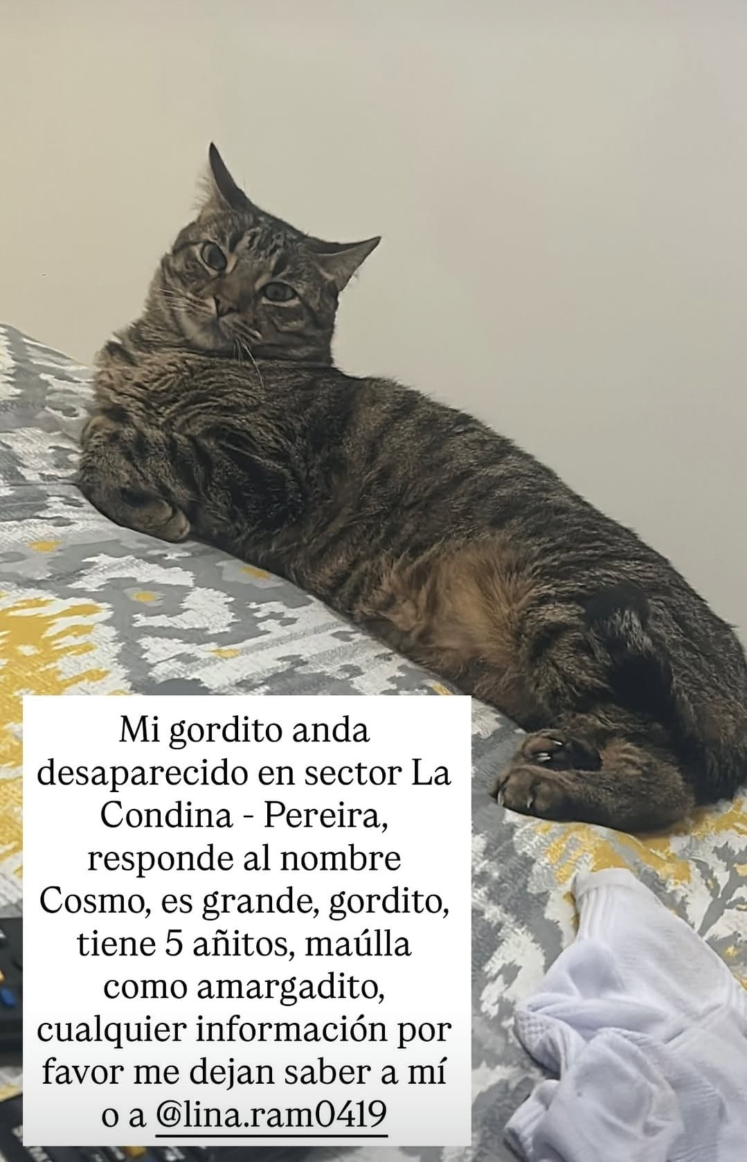 gato perdido en Pereira