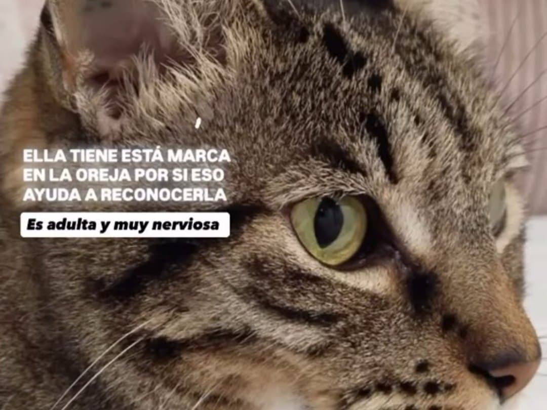 gato perdido en Pereira
