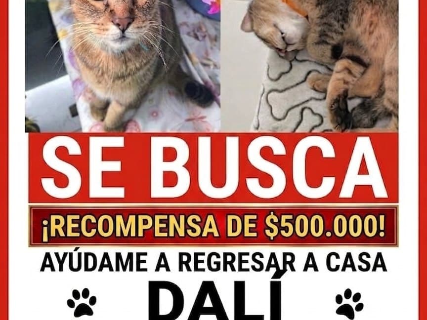 gato perdido en Pereira