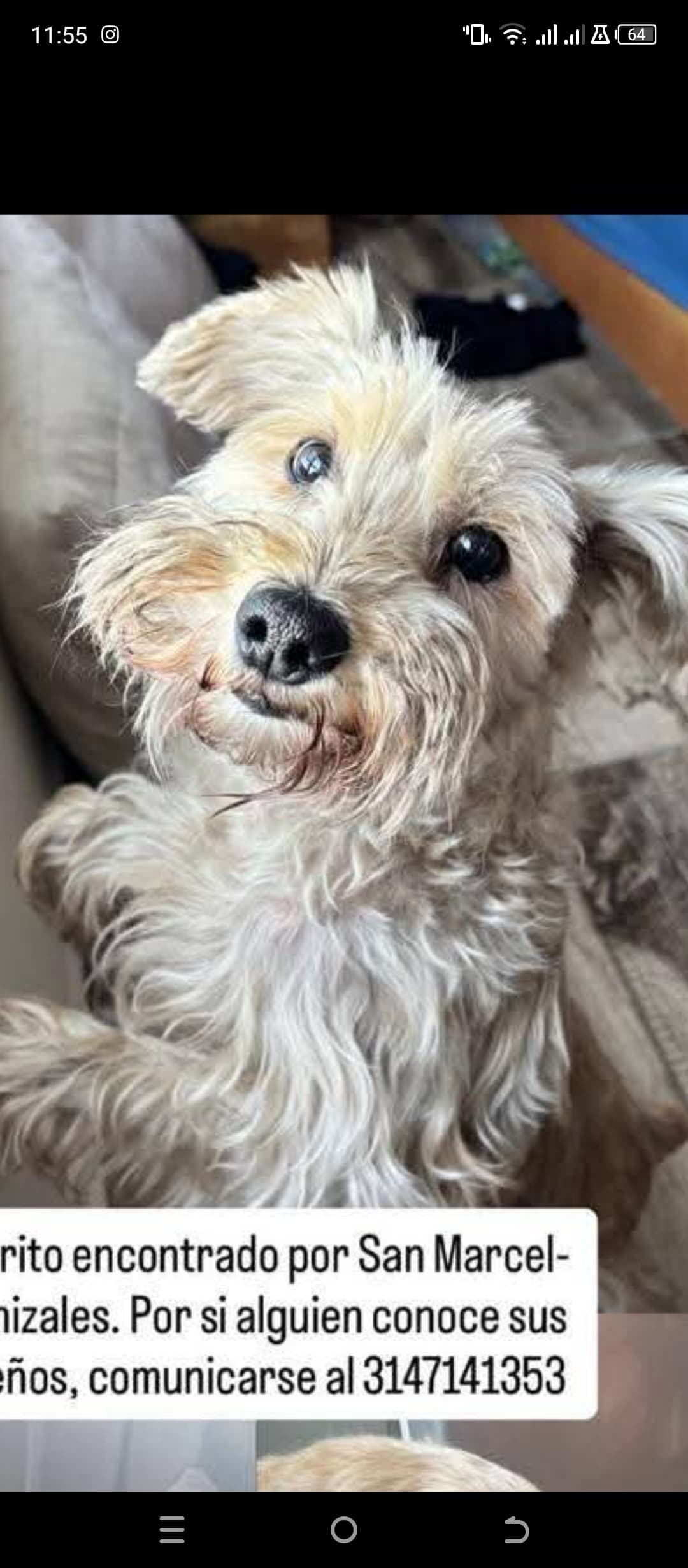 perro encontrado en Manizales