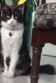 gato perdido en Manizales