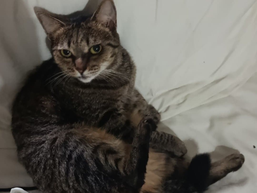 gato perdido en Cali